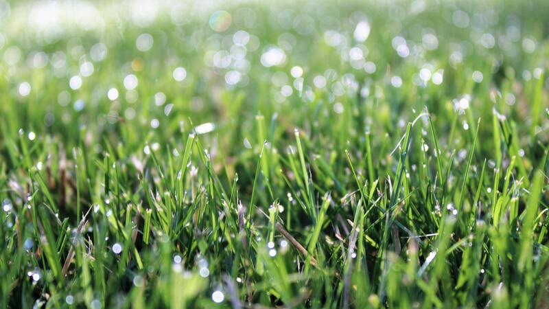 Should You Mow Lawn When Grass is Wet: Expert Tips Revealed