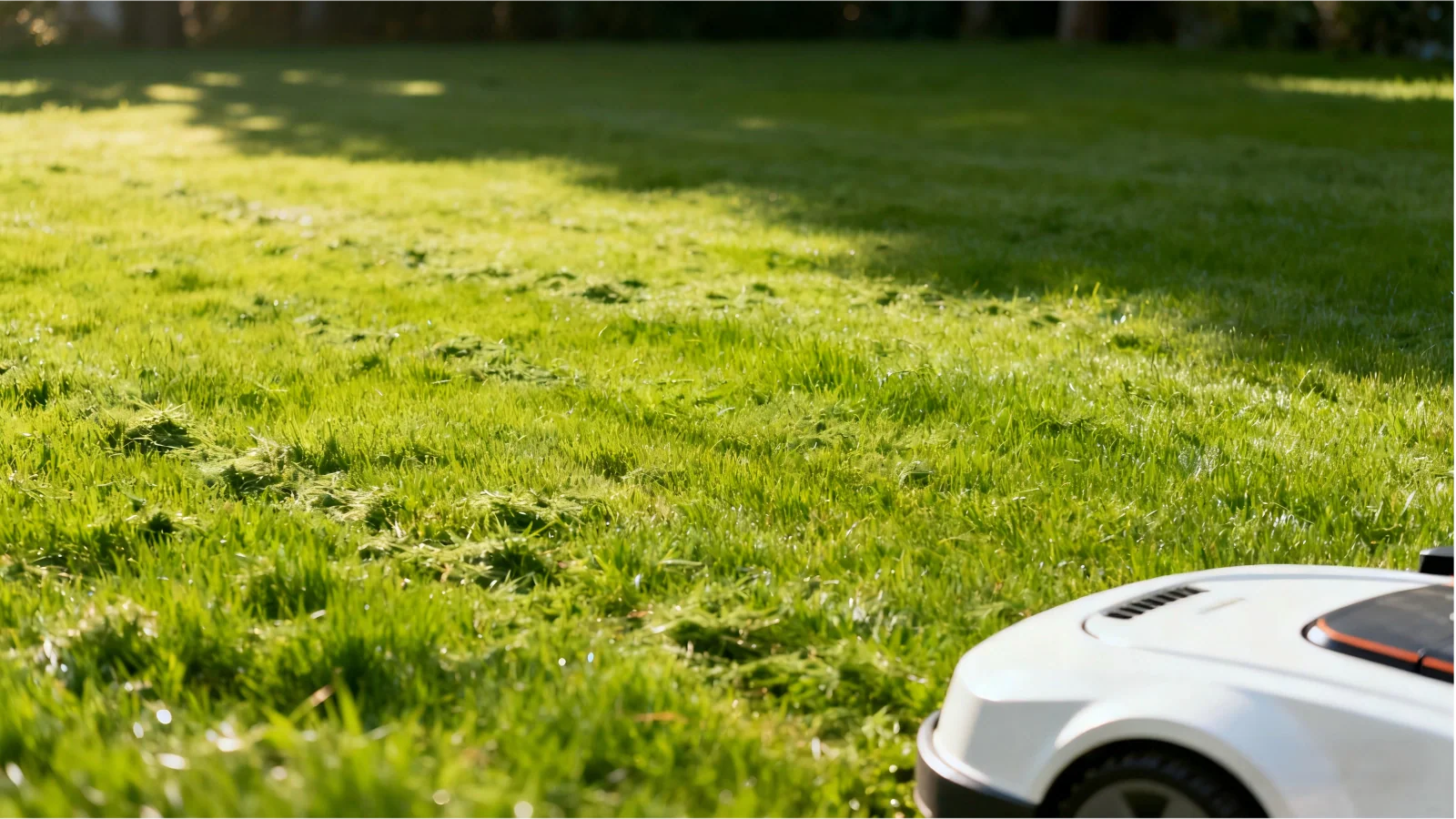 Rasen mulchen: Tipps für einen gesunden Garten!