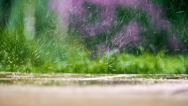 Mowing wet lawns: Tips & modern alternatives