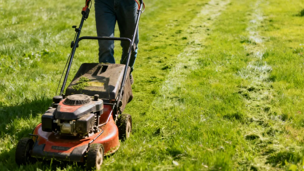 When to mow the lawn for the first time? The ultimate guide [2025]